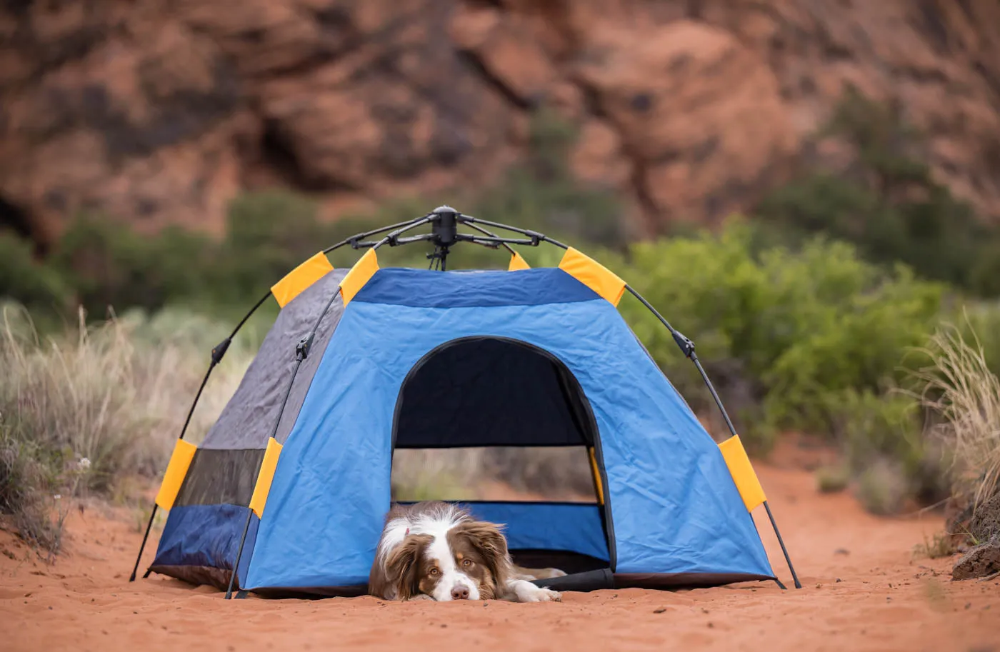 Outdoor Dog Tent