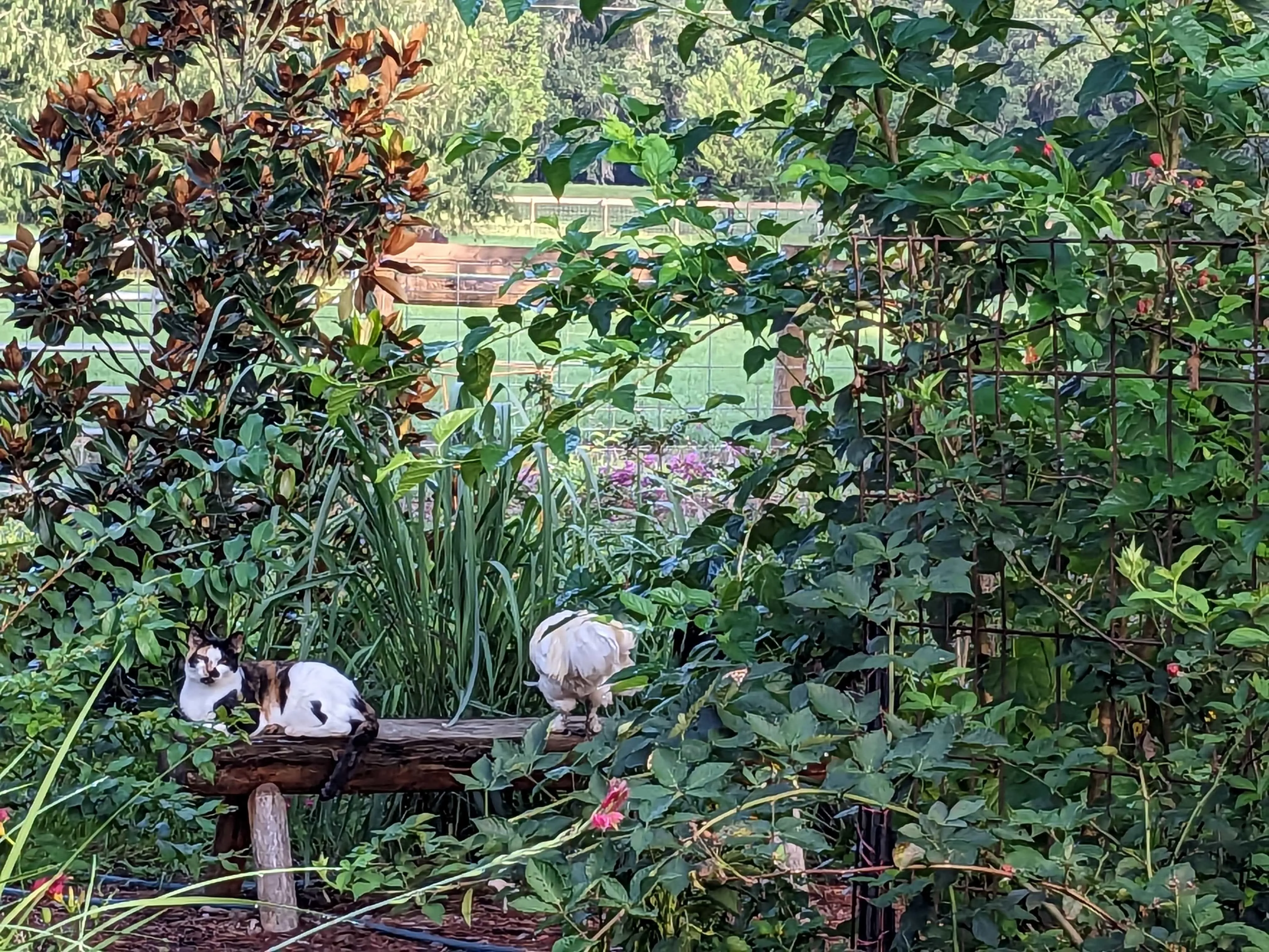 Wedding Ceremony with Rescued Farm Animals & Butterflies!