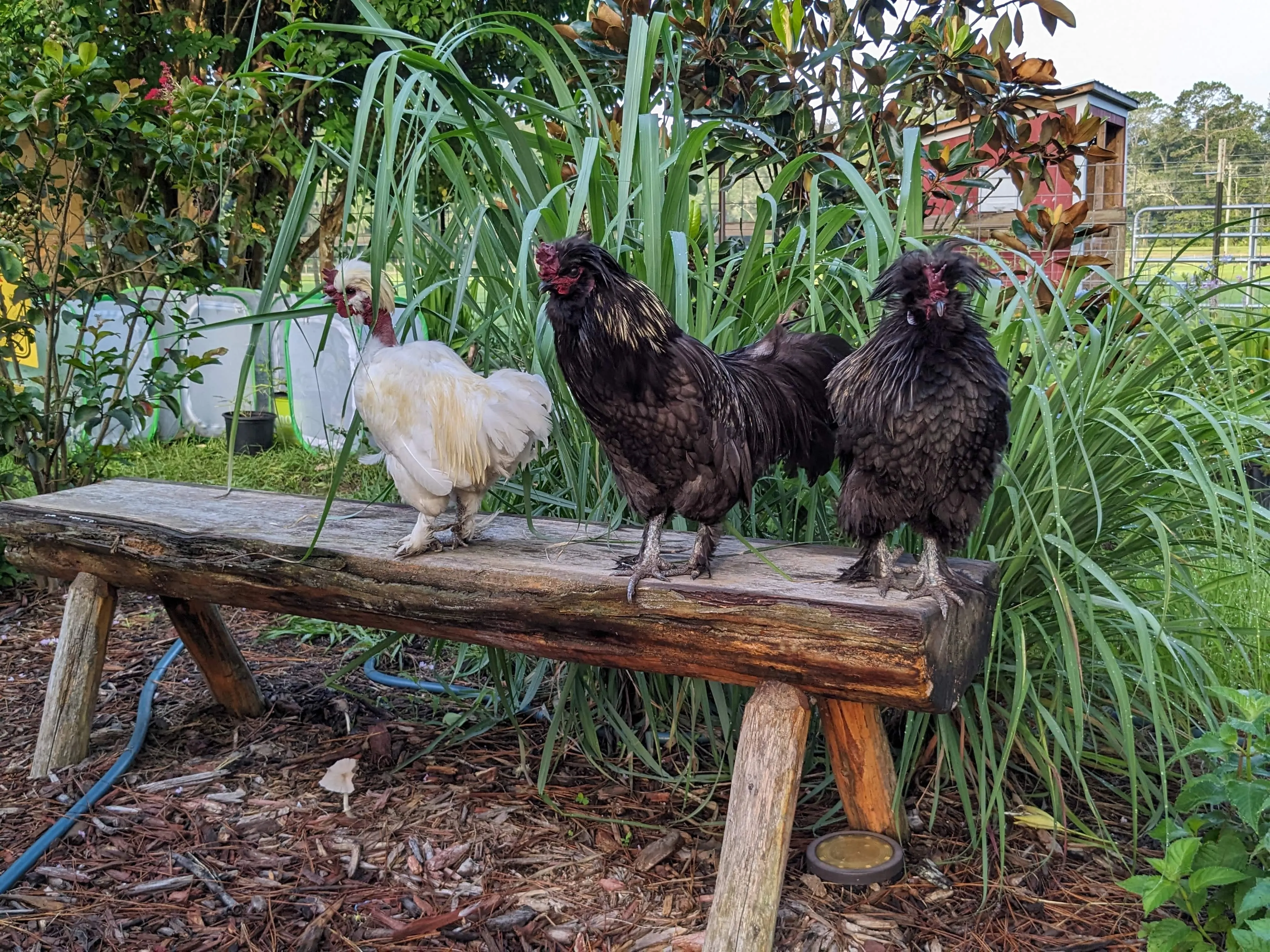 Wedding Ceremony with Rescued Farm Animals & Butterflies!