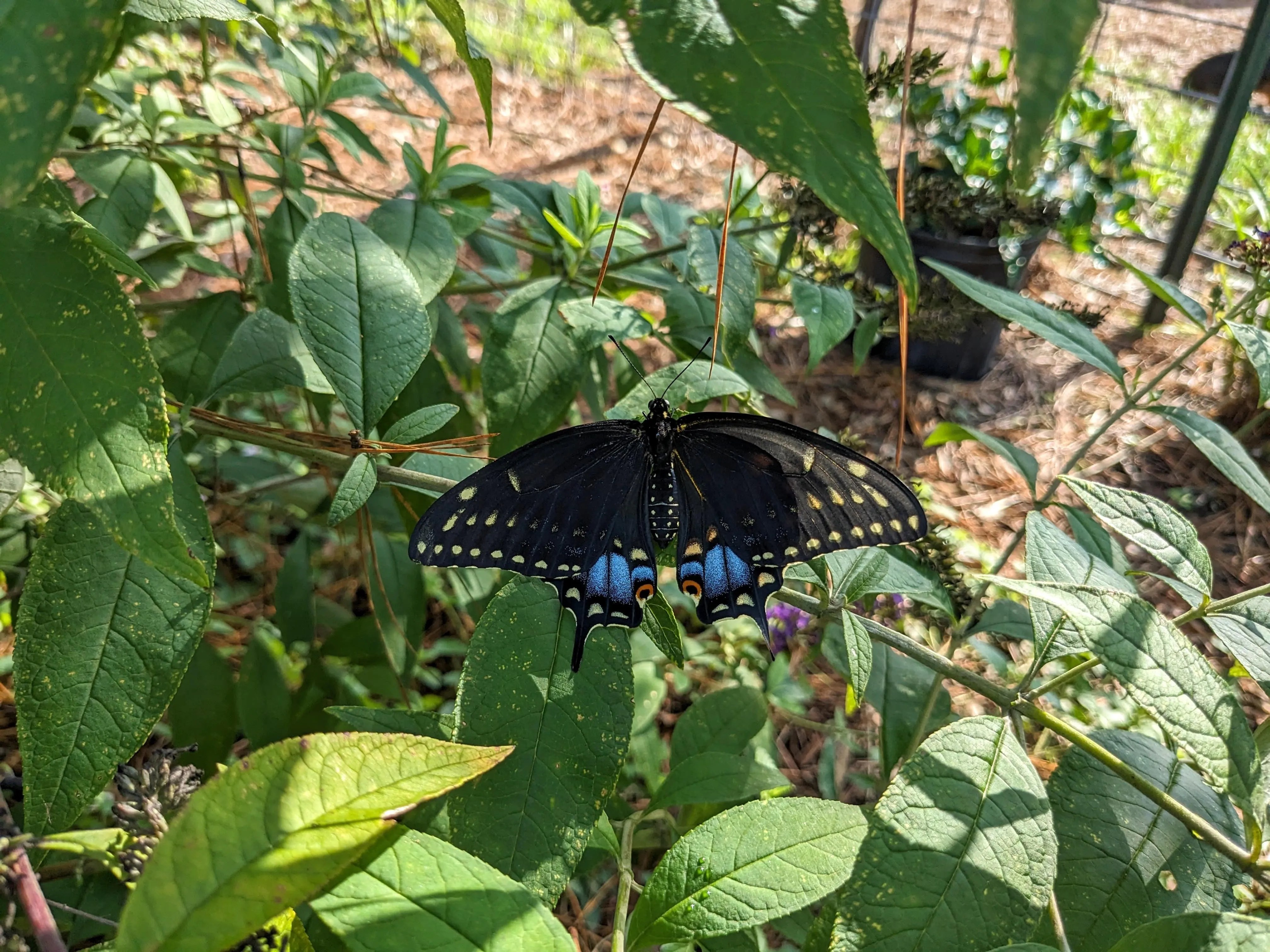 Wedding Ceremony with Rescued Farm Animals & Butterflies!